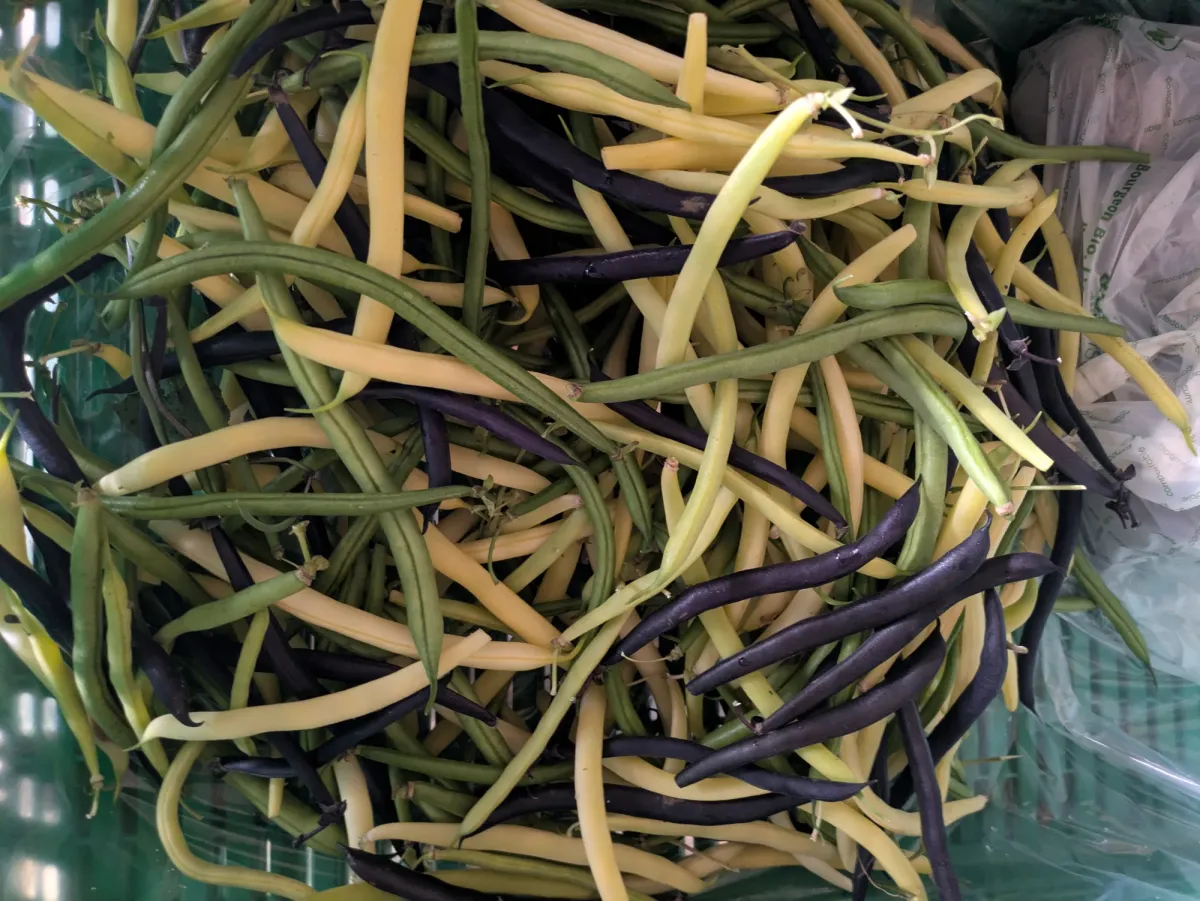 Gelbe, grüne und violette Bohnen