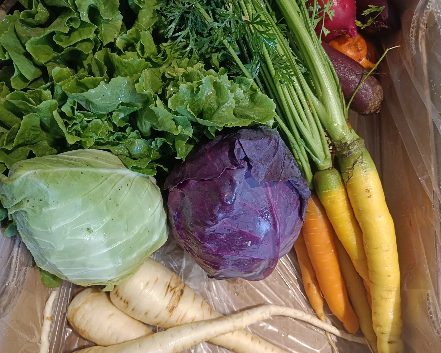 Kiste mit Salat, Kabis, Rotkabis, Karotten, Randen und Pastinaken