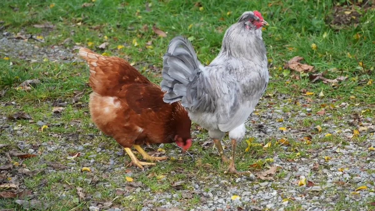 Zwei Hühner, ein braunes und ein graues, auf Wiese und Kies