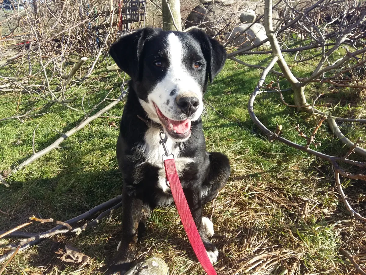 Schwarz-weisser Hund an der Leine, im Gras sitzend