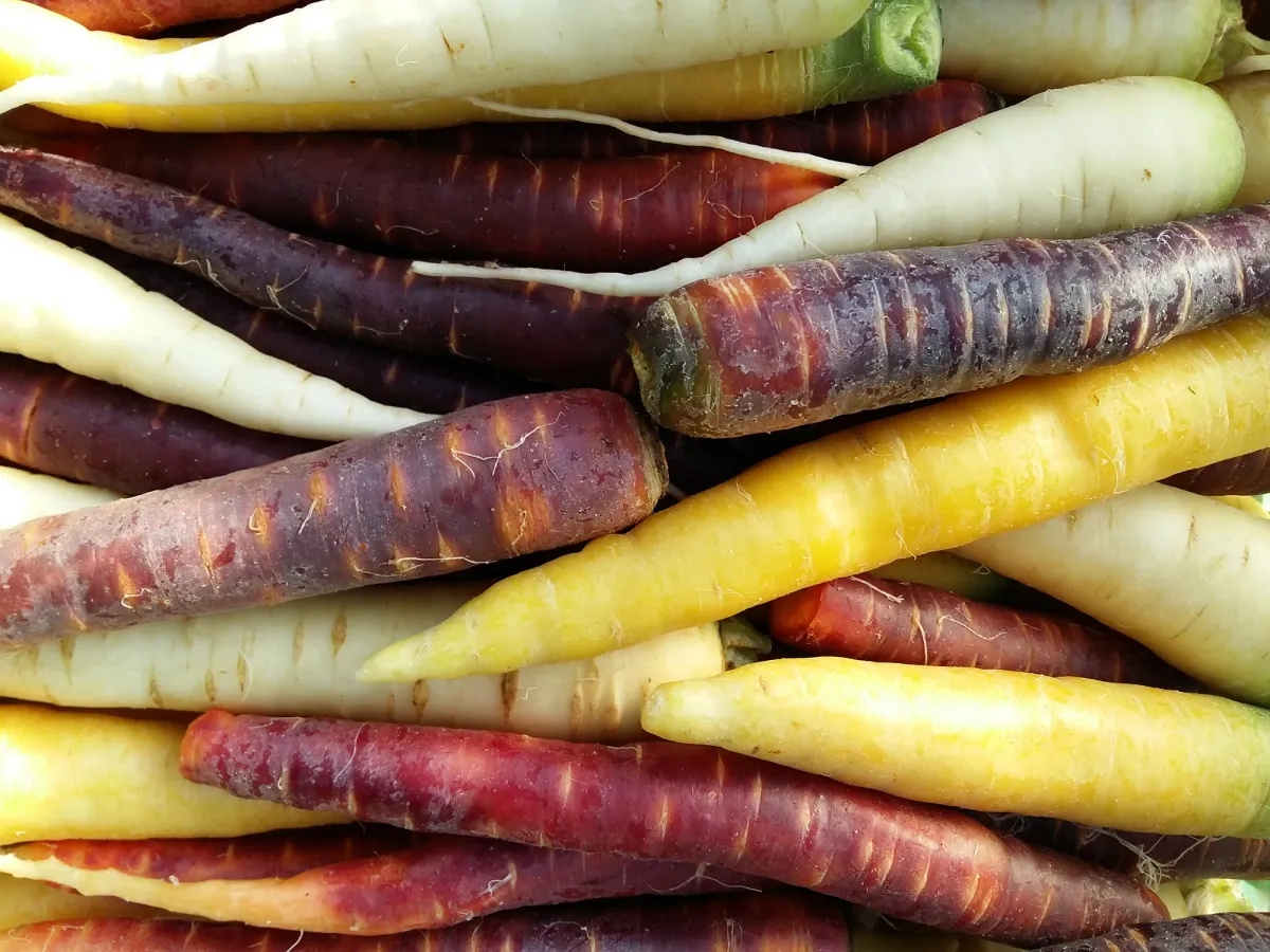 Orange, gelbe, weisse und violette Karotten