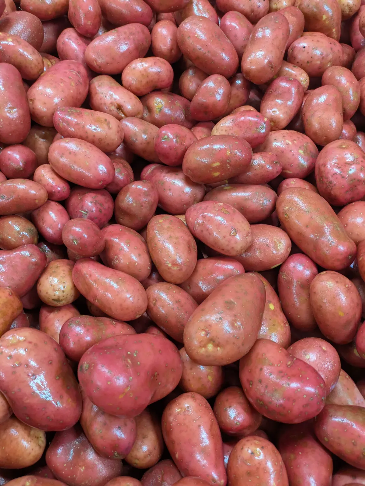 Rotschalige Kartoffeln