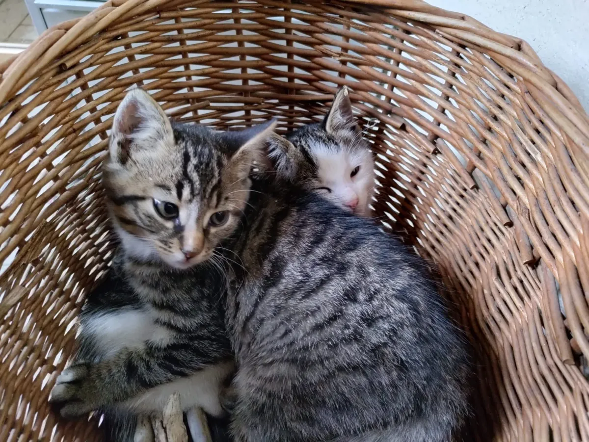 Zwei junge Katzen in einem Weidenkorb