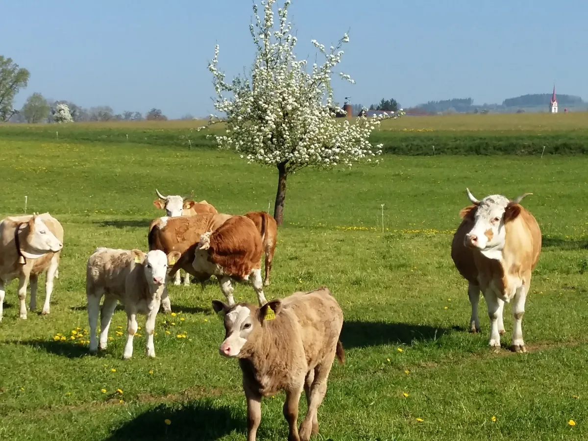 Kühe auf der Weide, dahinter ein blühender Baum